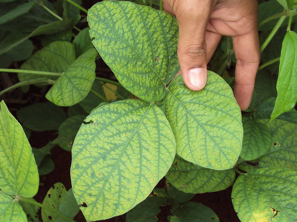 Soybean Deficiency